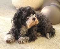 Photo de la Bichon Havanais Vilma en entier ralise en portrait canin.